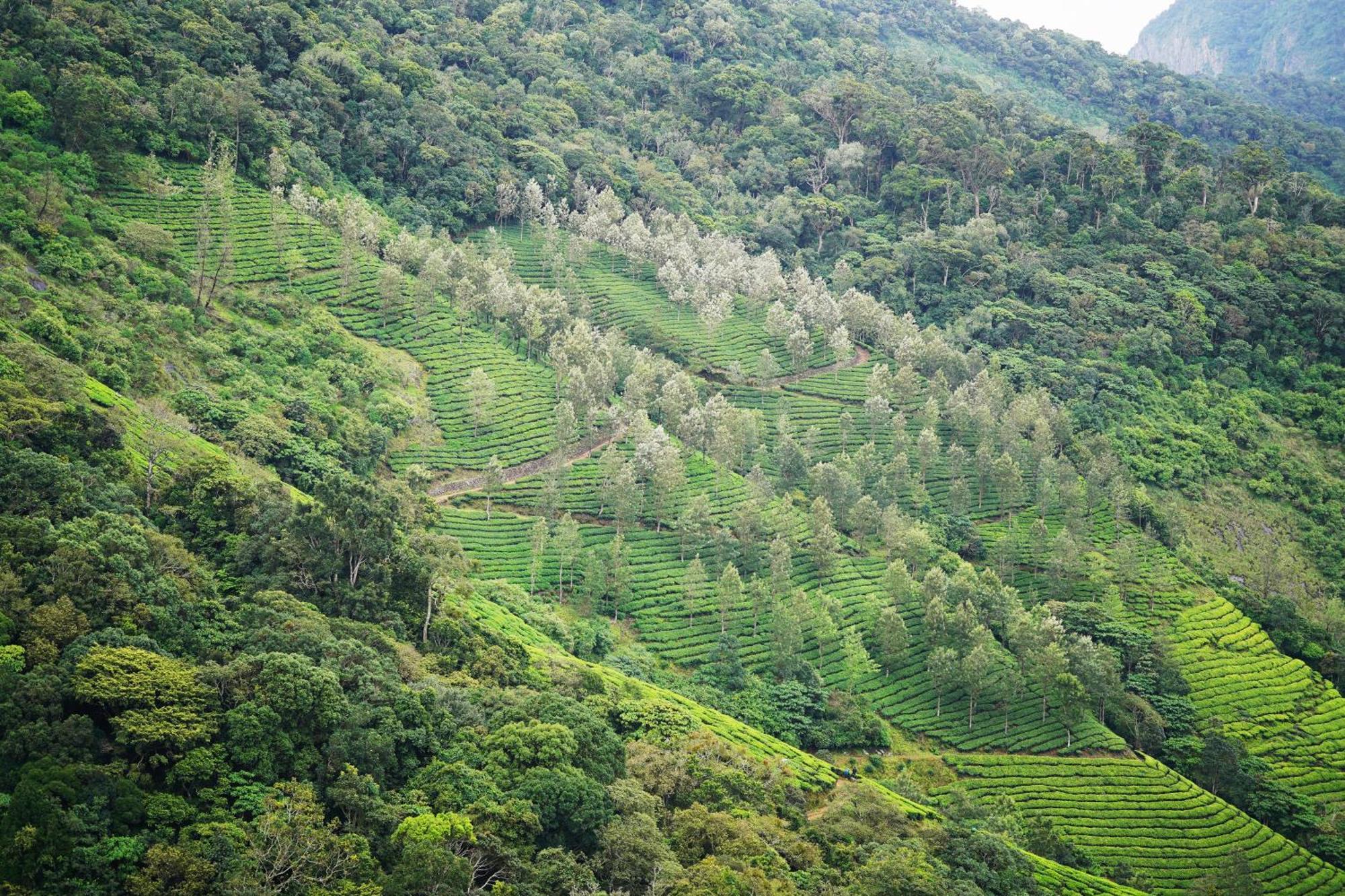 The Teatree Munnar Hotel Suryanelli Ngoại thất bức ảnh